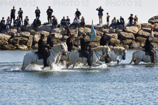 Guardians of the Camargue, traditional shepherds riding through water, rider on Camargue horse,
