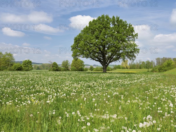 English oak (Quercus robur), leaf budding in front of a blue cloudy sky, Freiamt, Canton Aargau,