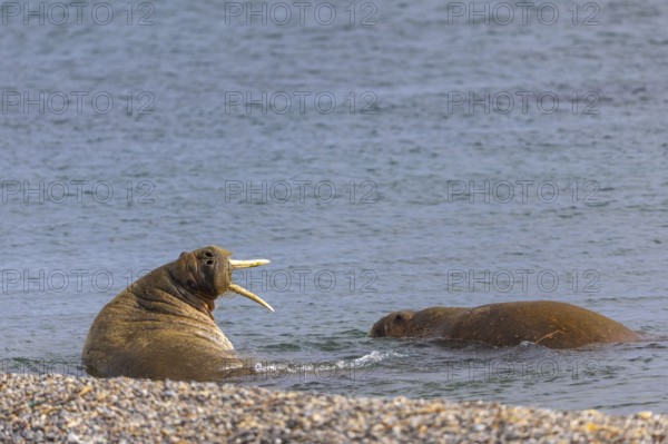 Two walruses (Rosmarus arcticus) in the water, Mammals (Mammalia), Eolusneset, Spitsbergen,