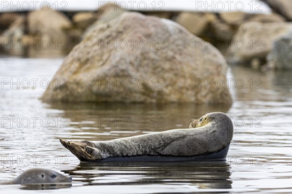 Harbour seal (Phoca vitulina) lying on a stone in the water, Mammals (Mammalia), Smeerenburgbreen,