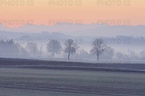 Meadows and trees in the early morning mist in the light of dawn, Reusstal, Aristau, Freiamt,