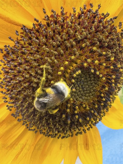 Bumblebee (Bombus) sits in flower of sunflower (Helianthus annuus) collects pollen and nectar has