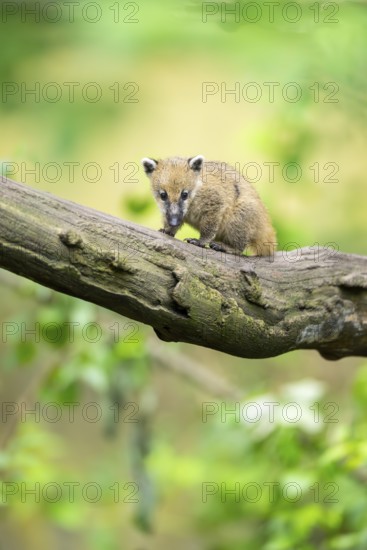South American coati (Nasua nasua) youngster on an old tree trunk, captive, Zoo Augsburg