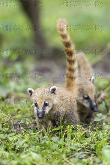 South American coati (Nasua nasua) youngster standing on the ground, captive, Zoo Augsburg