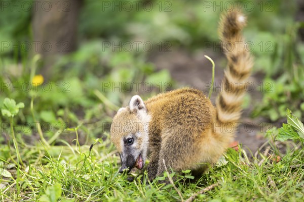 South American coati (Nasua nasua) youngster standing on the ground, captive, Zoo Augsburg