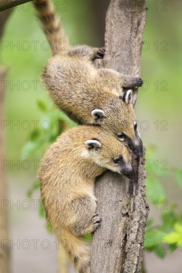 South American coati (Nasua nasua) youngsters klimbing in a tree, captive, Zoo Augsburg