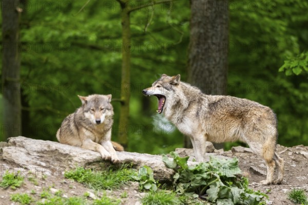 Eastern wolves (Canis lupus lycaon) on a little hill, Bavaria, Germany