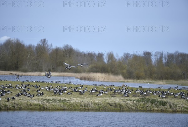 Barnacle geese, white-fronted geese, (Branta leucopsis) on the Katinger Watt, Schleswig-Holstein,