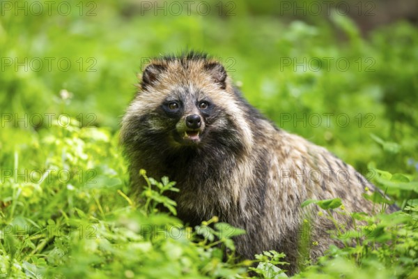 Common raccoon dog (Nyctereutes procyonoides) sitting in the grass, Bavaria, Germany