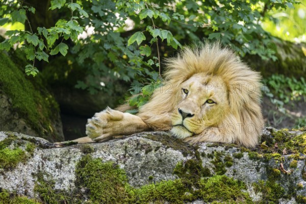 Southern African lion (Panthera leo melanochaita) male, lying on a rock, captive, Zoo Augsburg,