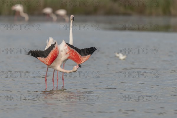 A flamingo opens its wings and highlights its magnificent plumage. The scene captures the essence