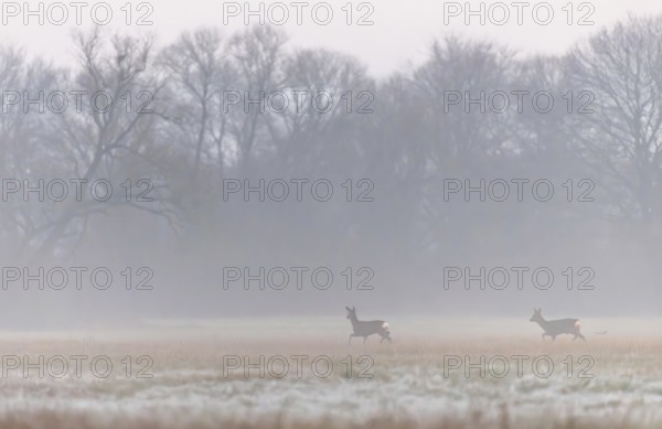 At early dawn, two deer can be seen moving gracefully across a wide open field surrounded by