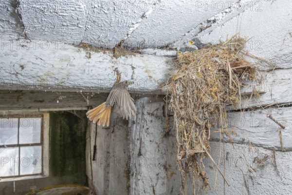 Black redshank (Phoenicurus ochruros) in flight to feed its chicks in the nest in an old barn. Bas