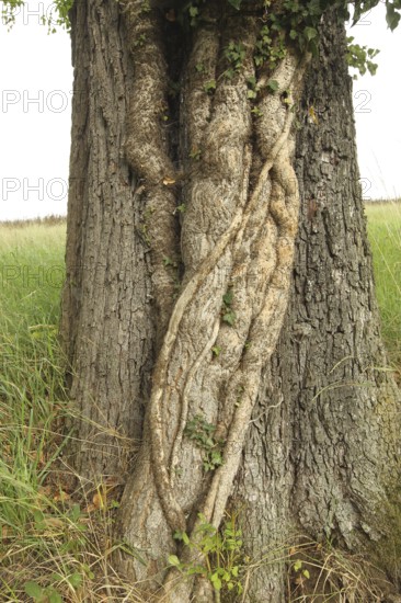 Ivy (Araliaceae) with arm-thick roots climbing up an old pear tree (Pyrus), Mostviertel, Lower