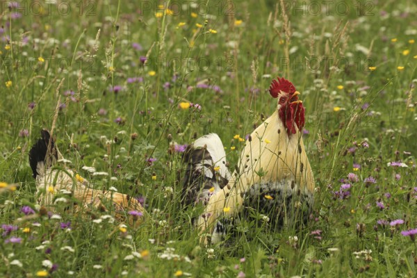 Domestic rooster crowing in colourful flower meadow, free-range, organic farming, Lower Austria,