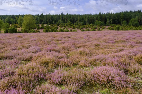 Ellerndorfer Heide, broom heather blossom, Südheide, Lüneburg Heath, near Eimke, Lower Saxony,