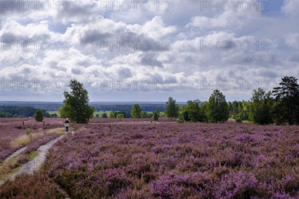 Heath on Wietzer Berg, broom heather blossom, Südheide, Lüneburg Heath, near Faßberg, Lower Saxony,