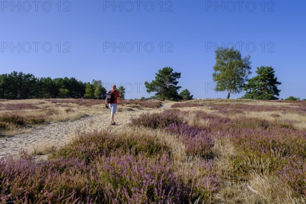 Broom heather blossom, Nemitzer Heide, Wendland-Elbe nature park Park, Lower Saxony, Germany