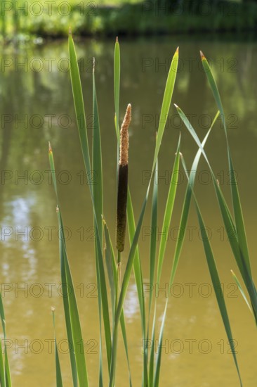 Cattail (Typha) at a pond, aquatic plant and marsh plant, single plant and leaves, North