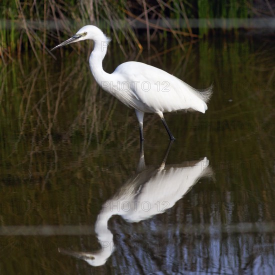 Little Egret (Egretta garzetta) in the pond, looking for food, Pont de Gau Bird Park, Camargue,