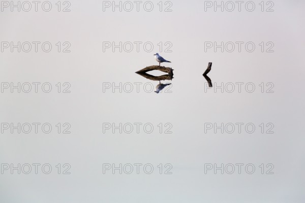 Black-headed gull sits on dead wood in a pond and looks, direction, reflection, calm water surface,