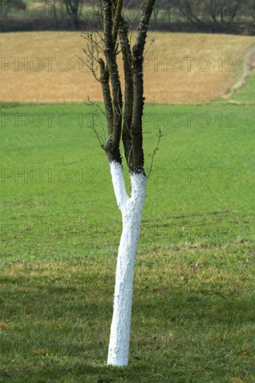 Fruit tree with a trunk painted white. The rural landscape features rolling fields in the bac. Puy