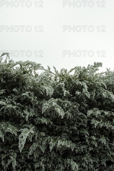 Lush green bushes stretch upward, their dense leaves filling the frame against a muted, cloudy