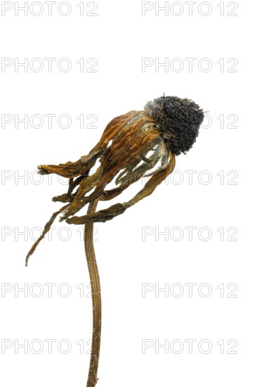 A dried flower displays intricate details of its petals and stem, emphasizing natural textures