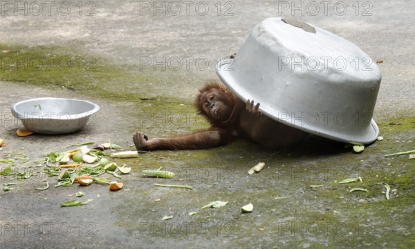 An orangutan uses a large aluminum bowl to shield itself from the sun during a hot summer day
