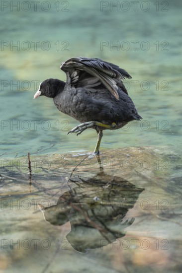 Eurasian Coot at the Hintersee near Ramsau in Berchtesgadener Land washing and a reflection in the