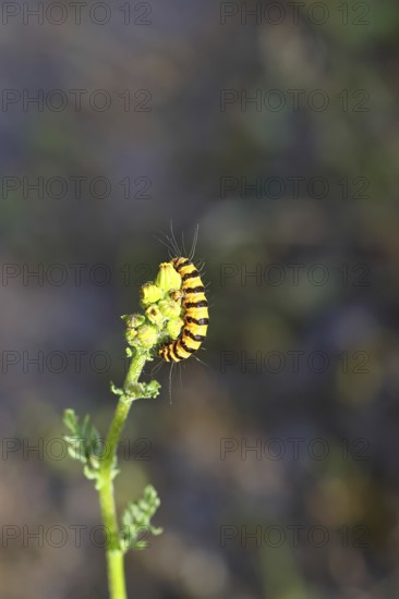 St. James's wort bear or blood bear (Tyria jacobaeae), butterfly caterpillar, moth, family