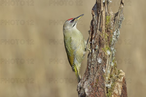 Grey-headed woodpecker (Picus canus), male sitting on a tree stump overgrown with moss and lichen,