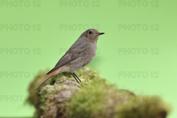 Black redstart (Phoenicurus ochruros), on a moss-covered tree stump in a garden, Wilnsdorf, North