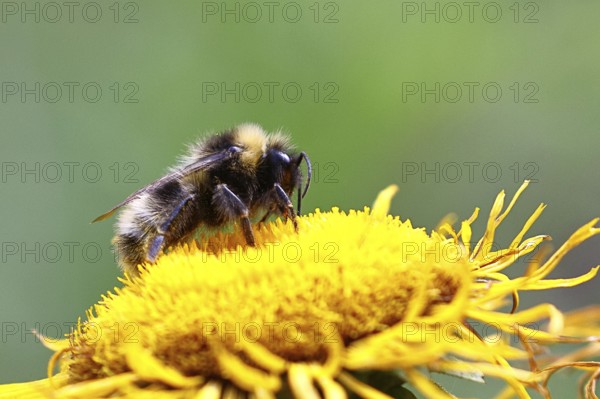 Forest bumblebee (Bombus sylvarum), collecting pollen on a yellow flower of a Great Telekie