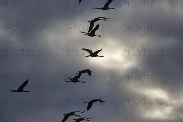 Cranes flying, grey crane (Grus grus), bird migration, silhouettes in the evening sky, Rehdener
