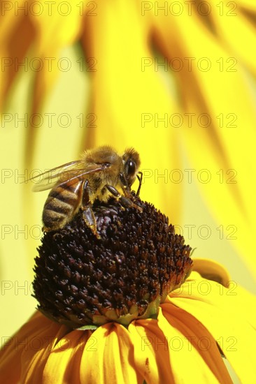 European honey bee (Apis mellifera), collecting nectar from a yellow coneflower (Echinacea