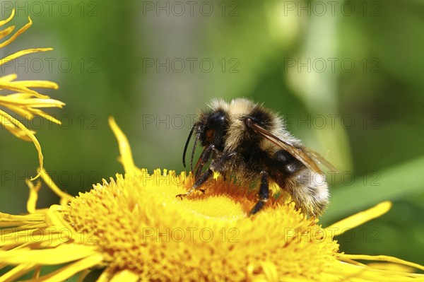 Forest bumblebee (Bombus sylvarum), collecting pollen on a yellow flower of a Great Telekie