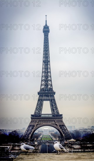 Eiffel Tower looms majestically against a gray sky in Paris, with seagulls resting nearby. The