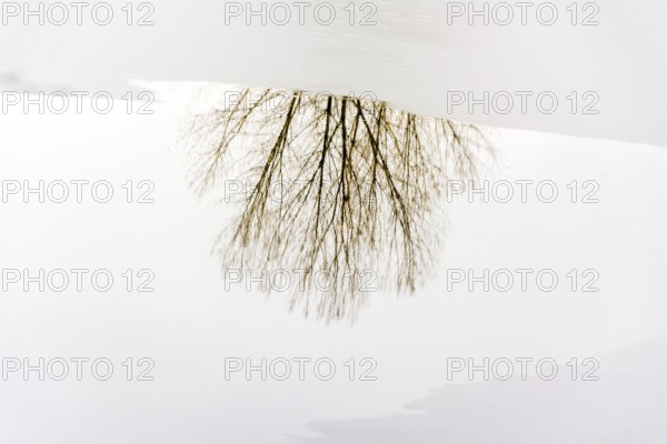 A solitary tree stands by the edge of a frozen lake, its bare branches mirrored on the icy surface.
