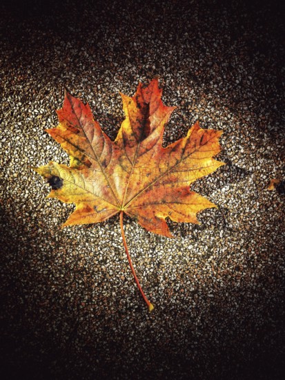 A bright orange and yellow maple leaf lies flat on a dark, textured surface, highlighting the