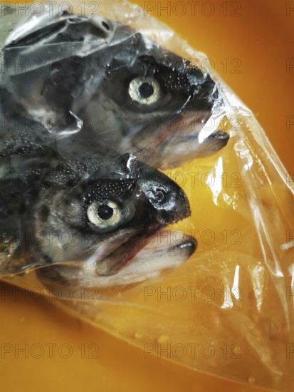 Two whole fish with dark skin and distinct eyes are packaged in transparent plastic, lying on an