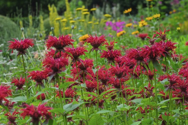 Golden balm (Monarda didyma), also known as Indian nettle or scarlet monard, Münsterland, North