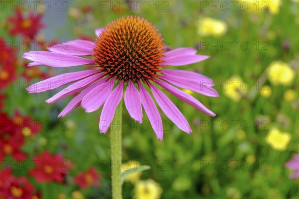 Purple coneflower (Echinacea purpurea), North Rhine-Westphalia, Germany