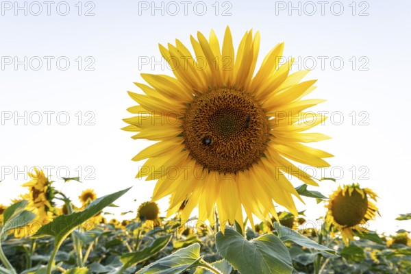 Sunflower field