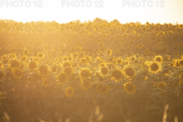 Glowing field of sunflowers in the golden evening light