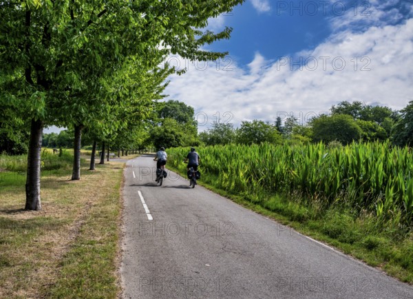 Cyclist on a cycle path between corn fields and trees along the route between Frankfurt am Main and