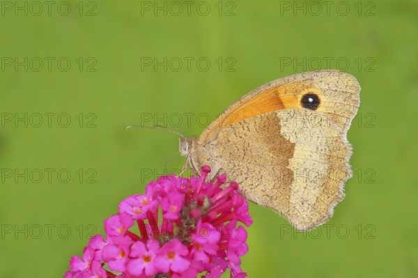 Meadow Brown (Maniola jurtina), sucking nectar on summer lilac (Buddleja davidii), butterfly bush,