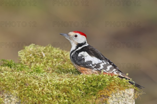 Middle spotted woodpecker (Dendrocopos medius) foraging on mossy ground in the forest, Wilnsdorf,