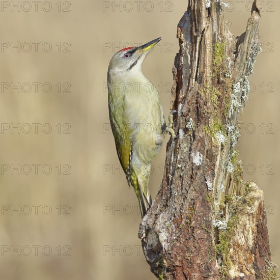 Grey-headed woodpecker (Picus canus), male sitting on a tree stump overgrown with moss and lichen,