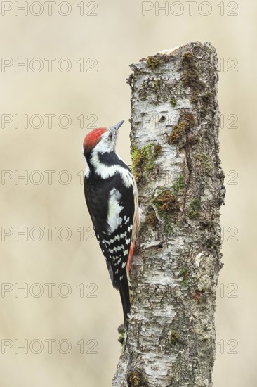 Middle spotted woodpecker (Dendrocopos medius) foraging on the trunk of a grey birch (Betula